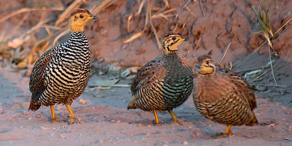 Coqui Francolin group
